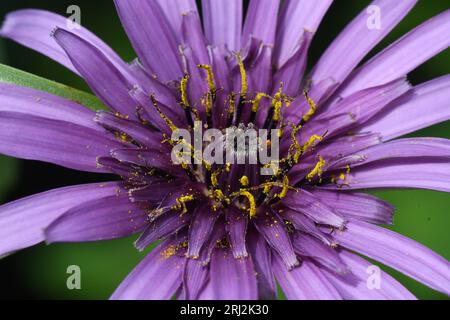 Salsify 'Tragopogon porrifolius' primo piano di testa di fiore viola/ rosa, fiori viola profondi con stigma giallo dorato.astract forme a contrasto colou Foto Stock