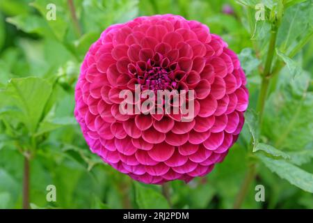 Dahlia decorativa "Blyton Royal Velvet" in fiore di colore viola intenso. Foto Stock