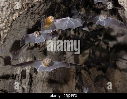 Pipistrelli di tridente africano (Triaenops afer) che volano in una grotta, lungo la costa del Kenya. Foto Stock