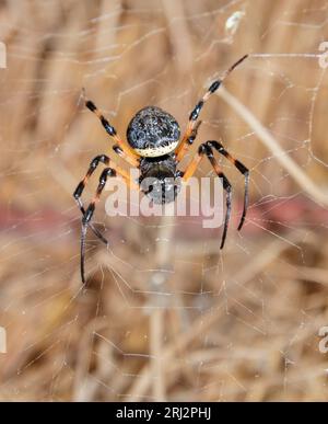 Ragno eremita africano (Nephilingis cruentata) nella sua rete sotto il tetto erboso di una capanna, Kenya occidentale. Foto Stock