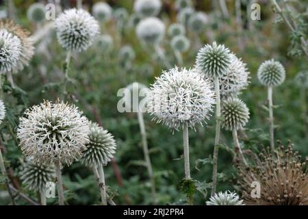 White Echinops bannaticus, Globe thistle, Star Frost in fiore. Foto Stock