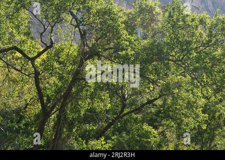 Giungla, scimmie ragno, canyon del sumidero, alberi, verde a chiapas, messico Foto Stock