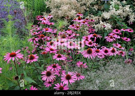 Parassita rosa fiore del cono Echinacea purpurea ÔRubinsternÕ in fiore. Foto Stock