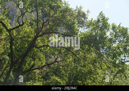 Alberi, verde, luce, sole, canyon del sumidero, scimmie ragno a chiapas, messico Foto Stock