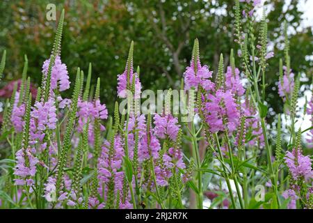 Physostegia virginiana viola, la pianta obbediente o falsa testa di drago Ôrose crownÕ in fiore. Foto Stock