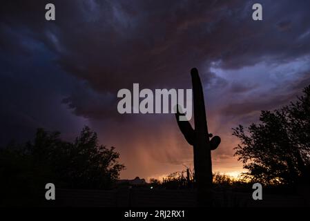 I fulmini del tramonto illuminano le nuvole dall'interno della tempesta monsonica Foto Stock