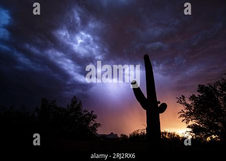 I fulmini del tramonto illuminano le nuvole dall'interno della tempesta monsonica Foto Stock