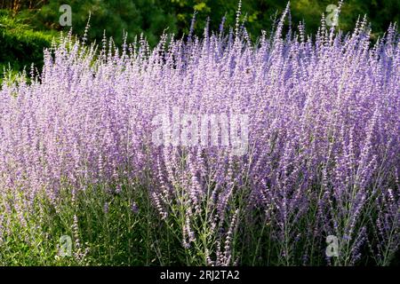 Salvia yangii, salvia russa, Perovskia atriplicifolia, Giardino, Viola, bordatura, confine, perenne, impianto Foto Stock