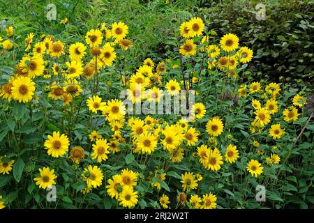 Yellow Heliopsis helianthoides, falso girasole, in fiore. Foto Stock