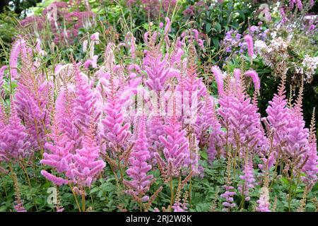 Astilbe viola, falsa barba di capra o falsa spirea 'obergartner jurgens' x arendsii, in fiore. Foto Stock