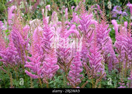 Astilbe viola, falsa barba di capra o falsa spirea 'obergartner jurgens' x arendsii, in fiore. Foto Stock