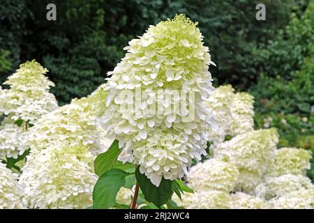 Grande Hydrangea paniculata "Phantom" bianca in fiore. Foto Stock