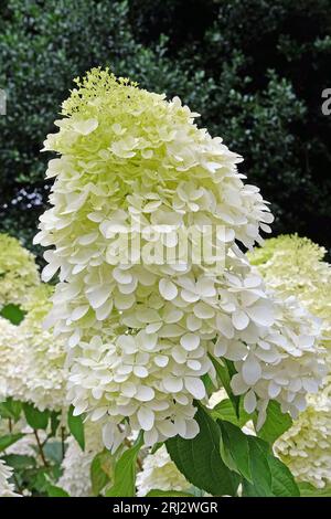 Grande Hydrangea paniculata "Phantom" bianca in fiore. Foto Stock