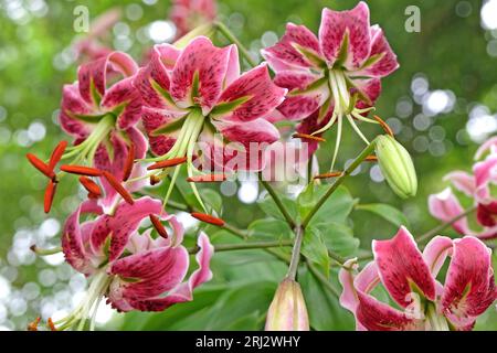 Giglio rosa turkscap, Black Beauty, in fiore. Foto Stock