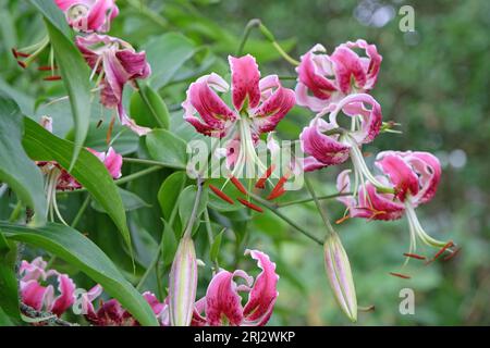 Giglio rosa turkscap, Black Beauty, in fiore. Foto Stock