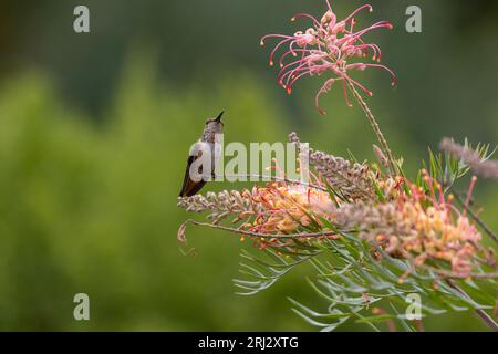 Vista ravvicinata del colibrì di un Allen Foto Stock