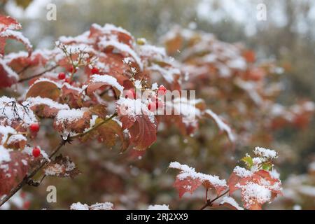 Branchi rossi di rami di viburno ricoperti dalla prima neve invernale. viburnum rosso sotto la neve. Un mucchio di cenere di montagna sotto la neve. Foto Stock