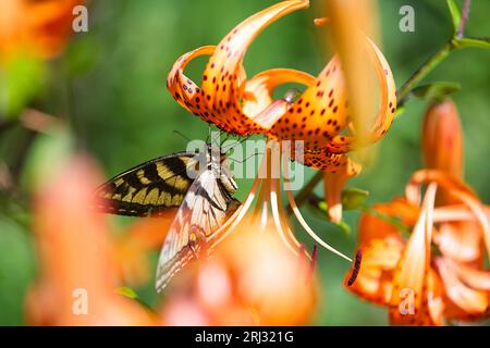 Una farfalla a coda di rondine a due punte (Papilio multicaudata) su una Tiger Lilly in un Cape Cod Garden (USA) Foto Stock