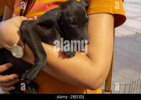 Goiania, Goias, Brasile – 19 agosto 2023: Dettaglio di un cucciolo, nero, tra le braccia di una persona che indossa una camicia arancione. Foto Stock