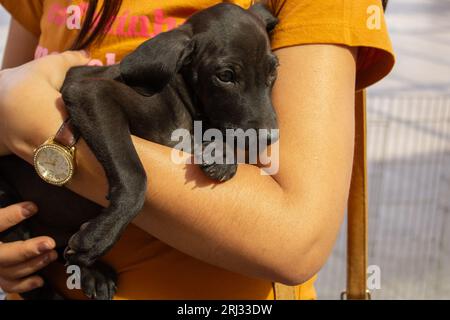 Goiania, Goias, Brasile – 19 agosto 2023: Dettaglio di un cucciolo, nero, tra le braccia di una persona che indossa una camicia arancione. Foto Stock