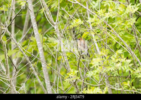Blue Grosbeak Passerina caerulea, giovane maschio arroccato sulle cime degli alberi, Cox Hall Creek Wildlife Management area, New Jersey, USA, maggio Foto Stock