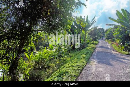 Splendido paesaggio vietnamita idilliaco, pista ciclabile lungo il fiume mekong con alberi di banana al mattino - Cai Be, Vietnam Foto Stock