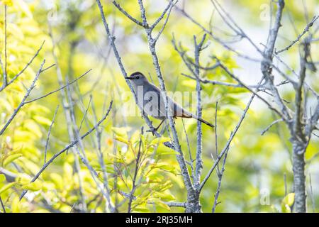 Uccello gatto grigio Dumetella carolinensis, adulto arroccato su un albero, Coral Avenue, New Jersey, USA, maggio Foto Stock