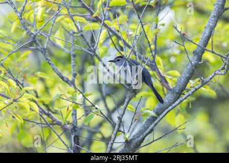 Uccello gatto grigio Dumetella carolinensis, adulto arroccato su un albero, Coral Avenue, New Jersey, USA, maggio Foto Stock