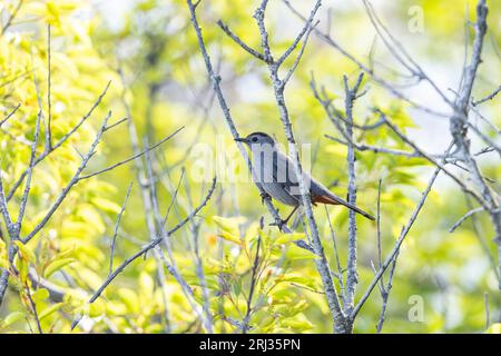 Uccello gatto grigio Dumetella carolinensis, adulto arroccato su un albero, Coral Avenue, New Jersey, USA, maggio Foto Stock