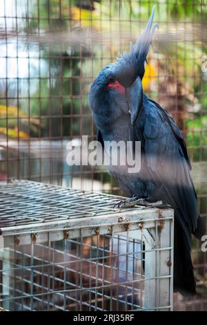 Un cockatoo di palma (probosciger aterrimus), noto anche come Great black cockatoo, un pappagallo grigio-fumo originario della nuova Guinea, come si vede in uno zoo di Creta. Foto Stock