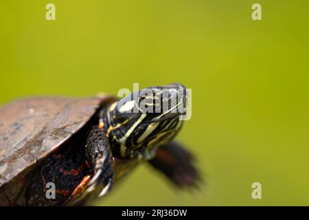 Tartaruga nordica con abbellimento rosso Pseudemys rubriventris, primo piano, Cox Hall Creek Wildlife Management area, New Jersey, USA, maggio Foto Stock