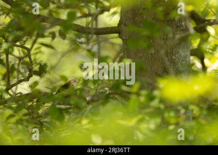 Ovenbird Seiurus aurocapilla, adulto che canta nel bosco, Belleplain State Forest, New Jersey, USA, maggio Foto Stock