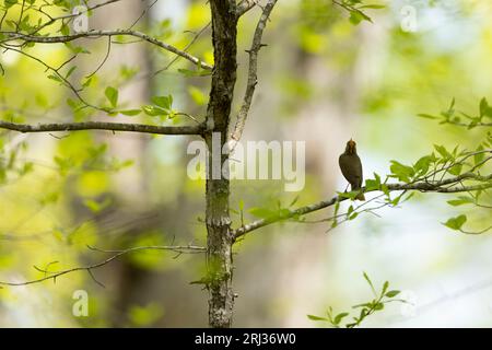 Ovenbird Seiurus aurocapilla, adulto che canta nel bosco, Belleplain State Forest, New Jersey, USA, maggio Foto Stock