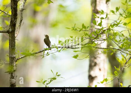 Ovenbird Seiurus aurocapilla, adulto che canta nel bosco, Belleplain State Forest, New Jersey, USA, maggio Foto Stock