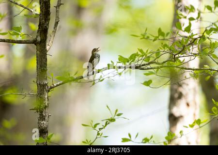 Ovenbird Seiurus aurocapilla, adulto che canta nel bosco, Belleplain State Forest, New Jersey, USA, maggio Foto Stock