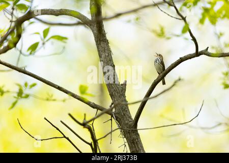 Ovenbird Seiurus aurocapilla, adulto che canta nel bosco, Belleplain State Forest, New Jersey, USA, maggio Foto Stock