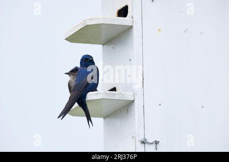 Purple martin Progne Subis, coppia adulta arroccata a Nestbox, South Cape May Meadows, New Jersey, USA, maggio Foto Stock