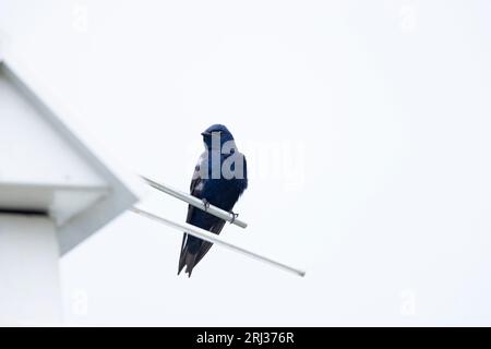 Purple martin Progne Subis, uomo adulto arroccato a nestbox, South Cape May Meadows, New Jersey, USA, maggio Foto Stock