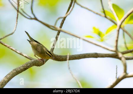 La parula mangiatrice di vermi Helmitheros vermivorum, adulto arroccato sull'albero, Belleplain State Forest, New Jersey, USA, maggio Foto Stock