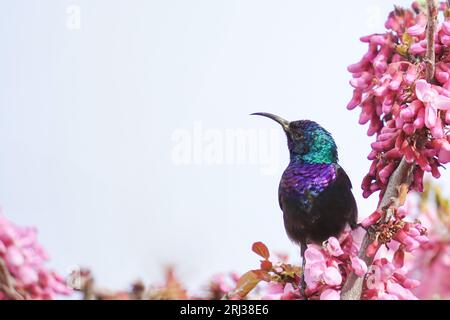 palestinese sunbird Foto Stock