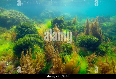 Alghe verdi e brune sott'acqua nell'oceano Atlantico (principalmente Codium tomentosum e alghe wireweed giapponesi), scenario naturale, Spagna, Galizia Foto Stock