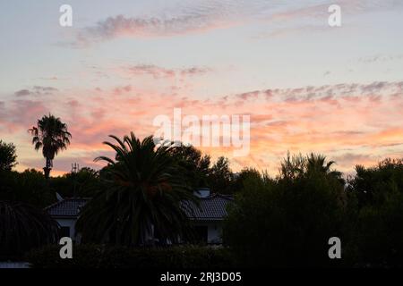 Una splendida silhouette al tramonto di alte palme contro un cielo vibrante, illuminata dai raggi dorati del sole che sorge Foto Stock