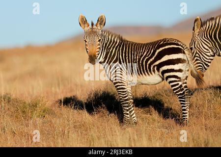 Zebra di montagna del Capo giovane (Equus zebra) in habitat naturale, Parco Nazionale di Zebra del Monte, Sudafrica Foto Stock