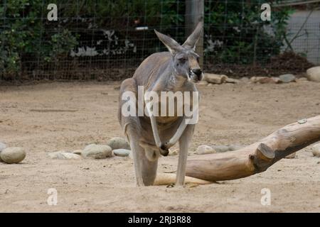 Un canguro allo Zoo di Atlanta Atlanta Atlanta Georgia 2009 Foto Stock