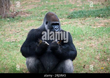 Ape allo Zoo di Atlanta Atlanta Atlanta Atlanta Georgia 2009 Foto Stock