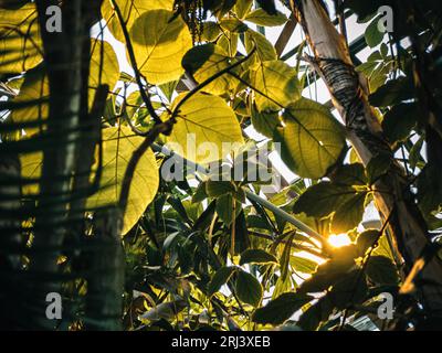 Un raggio di luce solare scorre attraverso il lussureggiante fogliame di un gruppo di alberi Foto Stock