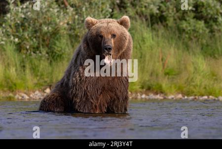 Orso bruno che pesca il salmone a Katmai, Alaksa Foto Stock