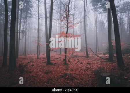 Un maestoso albero deciduo si erge con orgoglio in una tranquilla foresta di alberi con fogliame di foglie rosse vivaci Foto Stock