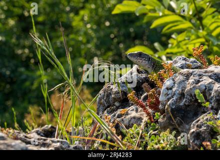 Un primo piano di una lucertola muraria di Madeira arroccata su una roccia scoscesa in un prato erboso Foto Stock