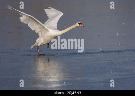 Un maestoso cigno bianco in cima a un lago ghiacciato con le ali aperte Foto Stock